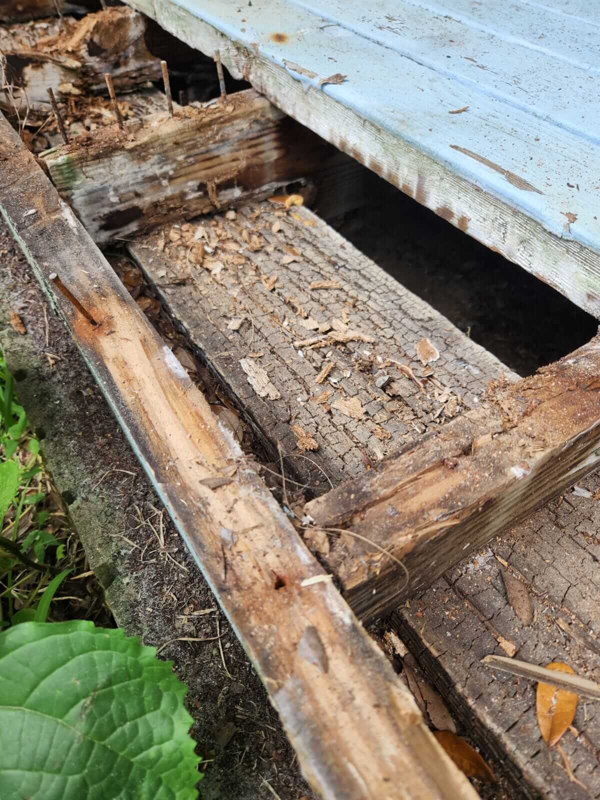 WDO repair closeup Jacksonville FL